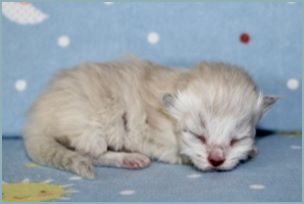 Female Siberian Kitten from Deedlebug Siberians